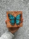 rs-24-mn-008_blue-butterfly_5x5_web-02.webp